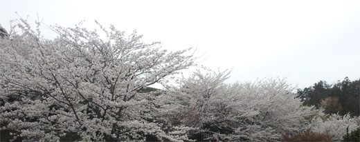 スポーツ施設が充実している加賀市中央公園の桜 加賀市中央公園の桜