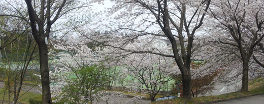 加賀市中央公園の桜のテニスコートから競技場へ 加賀市中央公園のテニスコートからの桜