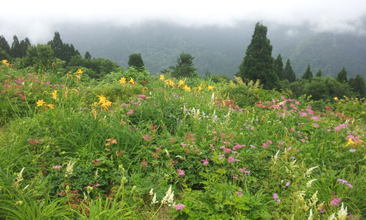白山高山植物園のお花畑 白山高山植物園のお花畑