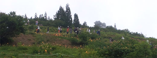 白山高山植物を愛でる人達