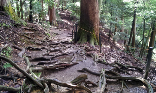 鞍馬寺の木の根道