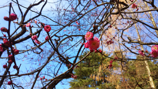 府立植物園の梅園