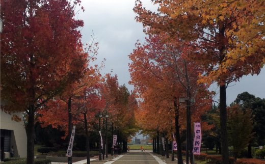 松任総合運動公園の紅葉