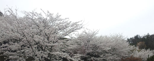 加賀市中央公園の桜