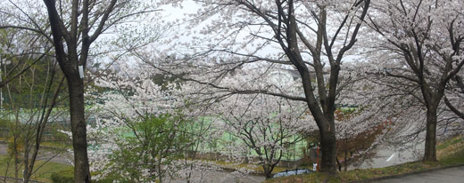 加賀市中央公園のテニスコートからの桜