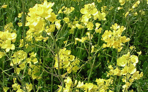 松任CCZの菜の花畑はいい香り