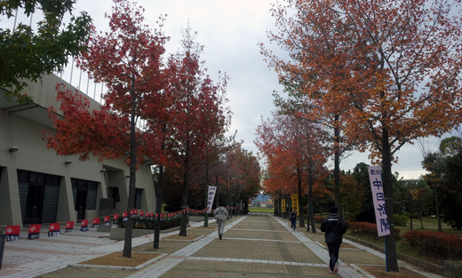 松任総合運動公園の色づく広葉樹